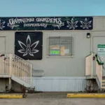 Explore Ganjika Gardens Chaparral: A Premium Organic Cannabis Experience