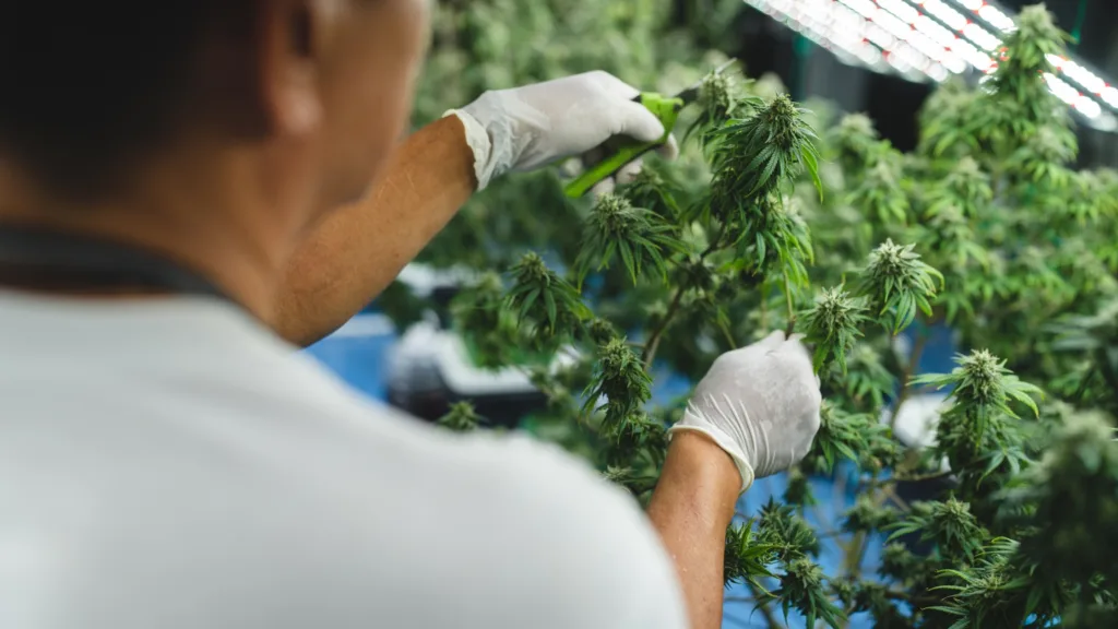 Key cannabis industry for modern retail