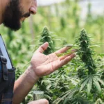 Key Cannabis Industry Trends for Modern Retail