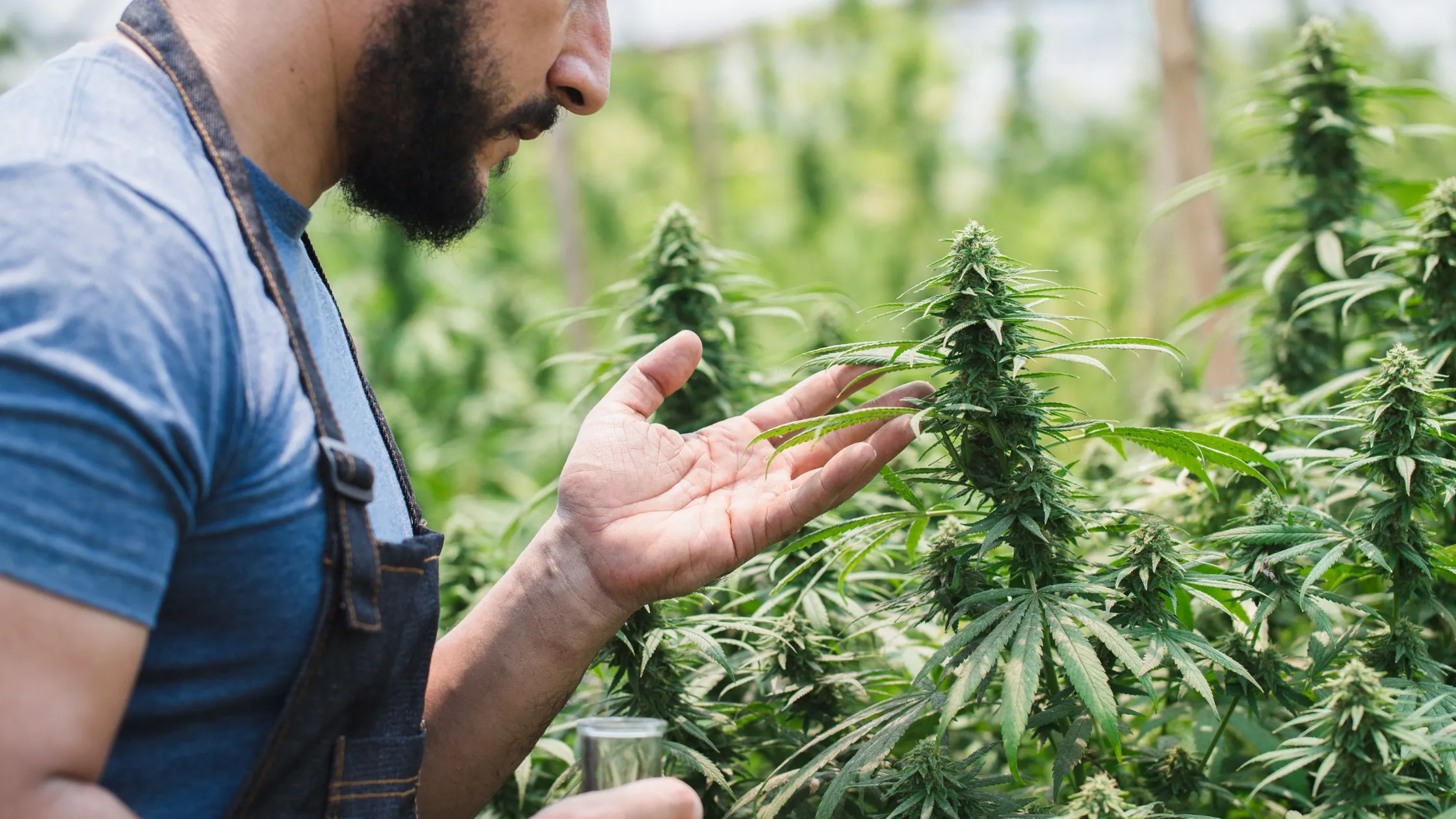 Key Cannabis Industry Trends for Modern Retail